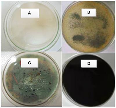 Research on a Mixed Culture Technique of the White Rot Fungi Effect of Extracellular Lignin Peroxidase on Lignite Liquefaction